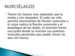    Tienen los huesos más separados que la
    media y son alargados. El codo tan sólo
    permite movimientos de flexión-extensión y
    el carpo realiza la flexión-extensión y el
    despliegue de los dedos. El esternón forma
    una quilla donde se insertan sus potentes
    músculos pectorales para poder mover las
    alas con fuerza.
 