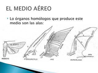    Lo órganos homólogos que produce este
    medio son las alas:
 