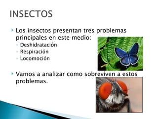    Los insectos presentan tres problemas
    principales en este medio:
    ◦ Deshidratación
    ◦ Respiración
    ◦ Locomoción

   Vamos a analizar como sobreviven a estos
    problemas.
 