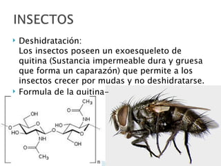    Deshidratación:
    Los insectos poseen un exoesqueleto de
    quitina (Sustancia impermeable dura y gruesa
    que forma un caparazón) que permite a los
    insectos crecer por mudas y no deshidratarse.
   Formula de la quitina-
 