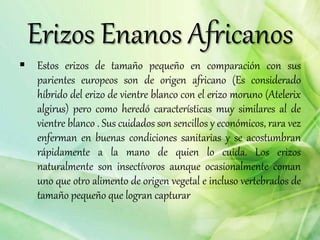 Erizos Enanos Africanos
 Estos erizos de tamaño pequeño en comparación con sus
parientes europeos son de origen africano (Es considerado
híbrido del erizo de vientre blanco con el erizo moruno (Atelerix
algirus) pero como heredó características muy similares al de
vientre blanco . Sus cuidados son sencillos y económicos, rara vez
enferman en buenas condiciones sanitarias y se acostumbran
rápidamente a la mano de quien lo cuida. Los erizos
naturalmente son insectívoros aunque ocasionalmente coman
uno que otro alimento de origen vegetal e incluso vertebrados de
tamaño pequeño que logran capturar
 