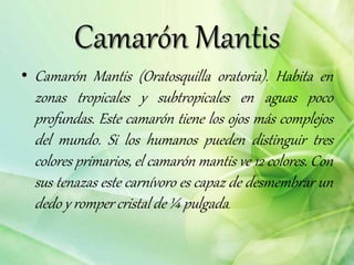 Camarón Mantis
• Camarón Mantis (Oratosquilla oratoria). Habita en
zonas tropicales y subtropicales en aguas poco
profundas. Este camarón tiene los ojos más complejos
del mundo. Si los humanos pueden distinguir tres
colores primarios, el camarón mantis ve 12 colores. Con
sus tenazas este carnívoro es capaz de desmembrar un
dedo y romper cristal de ¼ pulgada.
 