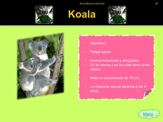 Animales en extinción                           16




       Mamífero

       Pelaje tupido

       Animal Arborícola y amigables
       En la manos y en los pies tiene cinco
        dedos.

       Mide un aproximado de 76 cm.

       La madurez sexual alcanza a los 4
        años.




                                        Menú
 