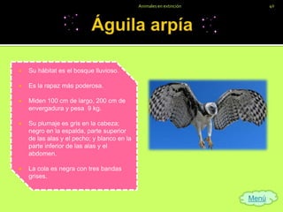 Animales en extinción          40




   Su hábitat es el bosque lluvioso.

   Es la rapaz más poderosa.

   Miden 100 cm de largo, 200 cm de
    envergadura y pesa 9 kg.

   Su plumaje es gris en la cabeza;
    negro en la espalda, parte superior
    de las alas y el pecho; y blanco en la
    parte inferior de las alas y el
    abdomen.

   La cola es negra con tres bandas
    grises.


                                                                     Menú
 