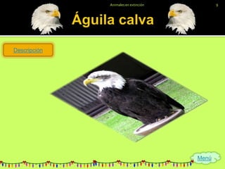 Animales en extinción          9




Descripción




                                      Menú
 