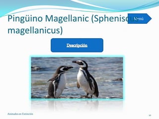 Pingüino Magellanic (Spheniscus
                             Menú


magellanicus)




Animales en Extinciòn               10
 