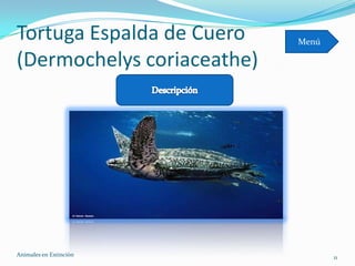 Tortuga Espalda de Cuero    Menú

(Dermochelys coriaceathe)




Animales en Extinciòn              11
 