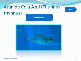 Atún de Cola Azul (Thunnus   Menú

thynnus)




Animales en Extinciòn               12
 