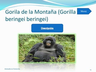 Gorila de la Montaña (Gorilla   Menú


 beringei beringei)




Animales en Extinciòn                   13
 