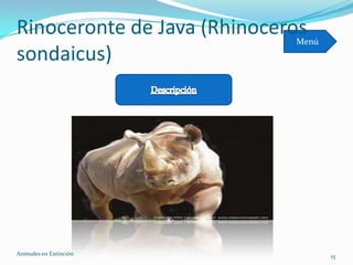 Rinoceronte de Java (Rhinoceros
                             Menú
sondaicus)




Animales en Extinciòn               15
 