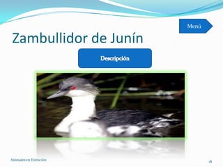 Menú

 Zambullidor de Junín




Animales en Extinciòn          18
 