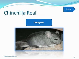Menú

Chinchilla Real




Animales en Extinciòn          19
 