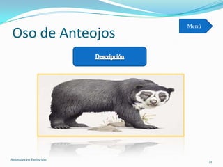 Menú
 Oso de Anteojos




Animales en Extinciòn          21
 