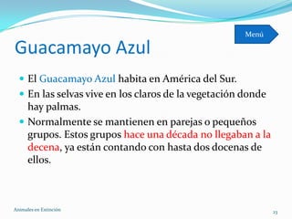 Menú

Guacamayo Azul
   El Guacamayo Azul habita en América del Sur.
   En las selvas vive en los claros de la vegetación donde
    hay palmas.
   Normalmente se mantienen en parejas o pequeños
    grupos. Estos grupos hace una década no llegaban a la
    decena, ya están contando con hasta dos docenas de
    ellos.



Animales en Extinciòn                                         23
 
