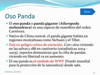 Menú

Oso Panda
  El oso panda o panda gigante (Ailuropoda
   melanoleuca) es una especie de mamífero del orden
   Carnívora.
  Nativo de China central, el panda gigante habita en
   regiones montañosas como Sichuan y el Tíbet.
  Está en peligro crítico de extinción. Con 1.600 viviendo
   en las selvas y 188 en cautiverio (estadísticas 2004 -
   2005), reportes demuestran que la cifra de pandas
   viviendo en libertad va en aumento.
  El oso panda es el símbolo de WWF (Fondo mundial
   para la protección de la naturaleza) desde 1961.
Animales en Extinciòn                                      24
 