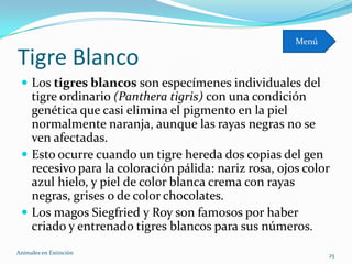 Menú

Tigre Blanco
  Los tigres blancos son especímenes individuales del
   tigre ordinario (Panthera tigris) con una condición
   genética que casi elimina el pigmento en la piel
   normalmente naranja, aunque las rayas negras no se
   ven afectadas.
  Esto ocurre cuando un tigre hereda dos copias del gen
   recesivo para la coloración pálida: nariz rosa, ojos color
   azul hielo, y piel de color blanca crema con rayas
   negras, grises o de color chocolates.
  Los magos Siegfried y Roy son famosos por haber
   criado y entrenado tigres blancos para sus números.
Animales en Extinciòn                                        25
 