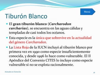 Menú

Tiburón Blanco
  El gran tiburón blanco (Carcharodon
   carcharias), se encuentra en las aguas cálidas y
   templadas de casi todos los océanos.
  Esta especie es la única que sobrevive en la actualidad
   del género Carcharodon.
  La Lista Roja de la IUCN incluyó al tiburón blanco por
   primera vez en 1990 como especie insuficientemente
   conocida, y desde 1996 lo hace como vulnerable. El II
   Apéndice del Convenio CITES lo incluye como especie
   vulnerable si no se explota racionalmente.
Animales en Extinciòn                                        26
 