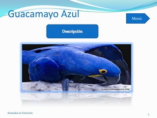 Guacamayo Azul          Menú




Animales en Extinciòn          3
 