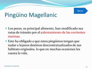 Menú

Pingüino Magellanic
  Los peces, su principal alimento, han modificado sus
   rutas de tránsito por el calentamiento de las corrientes
   marinas.
  Esto ha obligado a que estos pingüinos tengan que
   nadar a lejanos destinos descontextualizados de sus
   hábitats originales, lo que en muchas ocasiones les
   cuesta la vida.


Animales en Extinciòn                                         30
 