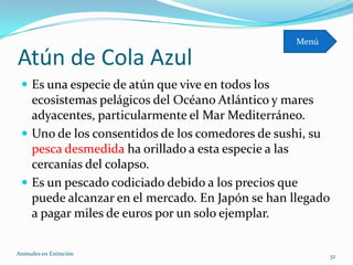 Menú

Atún de Cola Azul
  Es una especie de atún que vive en todos los
   ecosistemas pelágicos del Océano Atlántico y mares
   adyacentes, particularmente el Mar Mediterráneo.
  Uno de los consentidos de los comedores de sushi, su
   pesca desmedida ha orillado a esta especie a las
   cercanías del colapso.
  Es un pescado codiciado debido a los precios que
   puede alcanzar en el mercado. En Japón se han llegado
   a pagar miles de euros por un solo ejemplar.

Animales en Extinciòn                                    32
 