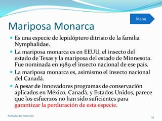 Menú

Mariposa Monarca
  Es una especie de lepidóptero ditrisio de la familia
   Nymphalidae.
  La mariposa monarca es en EEUU, el insecto del
   estado de Texas y la mariposa del estado de Minnesota.
   Fue nominada en 1989 el insecto nacional de ese país.
  La mariposa monarca es, asimismo el insecto nacional
   del Canadá.
  A pesar de innovadores programas de conservación
   aplicados en México, Canadá, y Estados Unidos, parece
   que los esfuerzos no han sido suficientes para
   garantizar la perduración de esta especie.
Animales en Extinciòn                                       34
 