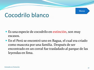 Menú

Cocodrilo blanco

  Es una especie de cocodrilo en extinción, son muy
   escasos.
  En el Perú se encontró uno en Bagua, el cual era criado
   como mascota por una familia. Después de ser
   encontrado en un corral fue trasladado al parque de las
   leyendas en lima.



Animales en Extinciòn                                        37
 