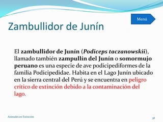 Menú

Zambullidor de Junín

     El zambullidor de Junín (Podiceps taczanowskii),
     llamado también zampullín del Junín o somormujo
     peruano es una especie de ave podicipediformes de la
     familia Podicipedidae. Habita en el Lago Junín ubicado
     en la sierra central del Perú y se encuentra en peligro
     crítico de extinción debido a la contaminación del
     lago.


Animales en Extinciòn                                       38
 