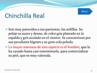 Menú

Chinchilla Real
  Son muy parecidos a sus parientes, las ardillas. Su
   pelaje es suave y denso, de color gris plateado en la
   espalda y gris azulado en el vientre. Se caracterizan por
   sus peculiares bigotes y su gran cola peluda
  La mayor amenaza de esta especie es el hombre, que la
   ha cazado hasta casi exterminarla, para comercializar
   su piel, que es muy valorada.


Animales en Extinciòn                                       39
 