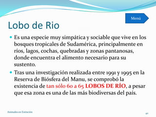 Menú

Lobo de Rio
  Es una especie muy simpática y sociable que vive en los
   bosques tropicales de Sudamérica, principalmente en
   ríos, lagos, cochas, quebradas y zonas pantanosas,
   donde encuentra el alimento necesario para su
   sustento.
  Tras una investigación realizada entre 1991 y 1995 en la
   Reserva de Biósfera del Manu, se comprobó la
   existencia de tan sólo 60 a 65 LOBOS DE RÍO, a pesar
   que esa zona es una de las más biodiversas del país.


Animales en Extinciòn                                         40
 