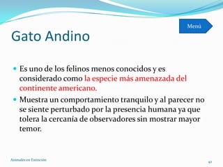 Menú

Gato Andino
  Es uno de los felinos menos conocidos y es
   considerado como la especie más amenazada del
   continente americano.
  Muestra un comportamiento tranquilo y al parecer no
   se siente perturbado por la presencia humana ya que
   tolera la cercanía de observadores sin mostrar mayor
   temor.


Animales en Extinciòn                                     42
 