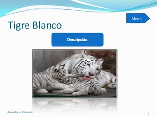Menú

Tigre Blanco




Animales en Extinciòn          5
 