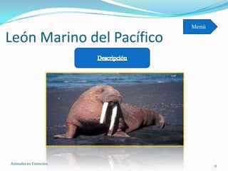 Menú

León Marino del Pacífico




Animales en Extinciòn             9
 