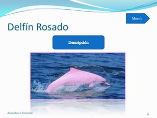 Menú

Delfín Rosado




Animales en Extinciòn          16
 