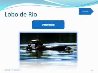 Menú
Lobo de Rio




Animales en Extinciòn          20
 