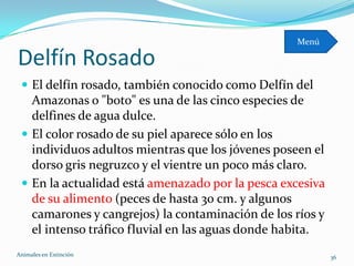 Menú

Delfín Rosado
  El delfín rosado, también conocido como Delfín del
   Amazonas o "boto" es una de las cinco especies de
   delfines de agua dulce.
  El color rosado de su piel aparece sólo en los
   individuos adultos mientras que los jóvenes poseen el
   dorso gris negruzco y el vientre un poco más claro.
  En la actualidad está amenazado por la pesca excesiva
   de su alimento (peces de hasta 30 cm. y algunos
   camarones y cangrejos) la contaminación de los ríos y
   el intenso tráfico fluvial en las aguas donde habita.
Animales en Extinciòn                                      36
 