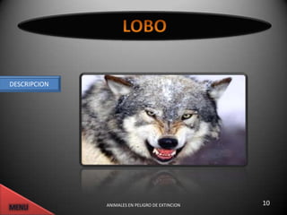 DESCRIPCION




              ANIMALES EN PELIGRO DE EXTINCION   10
 