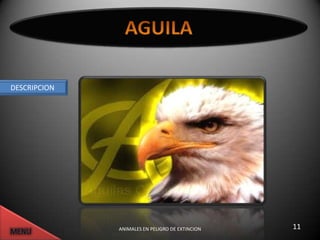 DESCRIPCION




              ANIMALES EN PELIGRO DE EXTINCION   11
 