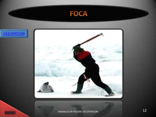 DESCRIPCION




              ANIMALES EN PELIGRO DE EXTINCION   12
 