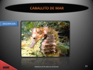 DESCRIPCION




              ANIMALES EN PELIGRO DE EXTINCION   13
 