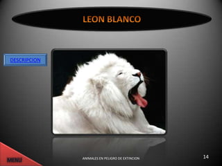 DESCRIPCION




              ANIMALES EN PELIGRO DE EXTINCION   14
 