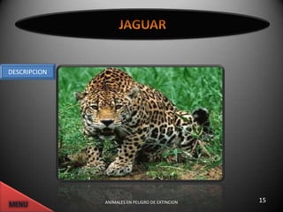 DESCRIPCION




              ANIMALES EN PELIGRO DE EXTINCION   15
 