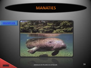 DESCRIPCION




              ANIMALES EN PELIGRO DE EXTINCION   16
 
