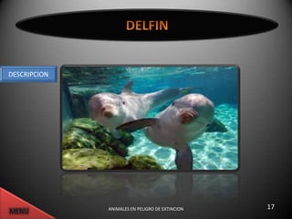 DESCRIPCION




              ANIMALES EN PELIGRO DE EXTINCION   17
 