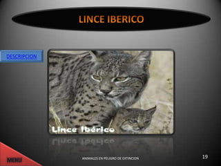 DESCRIPCION




              ANIMALES EN PELIGRO DE EXTINCION   19
 