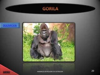 DESCRIPCION




              ANIMALES EN PELIGRO DE EXTINCION   20
 