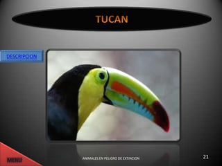 DESCRIPCION




              ANIMALES EN PELIGRO DE EXTINCION   21
 
