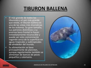 TIBURON BALLENA
• El más grande de todos los
  tiburones y el pez más grande
  que existe, el tiburón ballena es
  una de las vistas más dramáticas
  de los océanos. Su gran tamaño,
  sus patrones distintivos y su
  enorme boca frontal lo hacen
  inmediatamente reconocible y
  puede ser visto comúnmente
  vagando cerca de la superficie en
  aguas tropicales y subtropicales
  de alrededor del mundo.
• Su alimentación se basa
  principalmente de plancton,
  aunque regularmente también se
  alimentan de bancos de peces
  pequeños y calamares.

                          ANIMALES EN PELIGRO DE EXTINCION   25
 