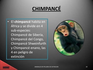 CHIMPANCÉ

• El chimpancé habita en
  África y se divide en 4
  sub-especies:
  Chimpancé de Siberia,
  Chimpancé del Congo,
  Chimpancé Shweinfurth
  y Chimpancé enano, las
  4 en peligro de
  extinción

                 ANIMALES EN PELIGRO DE EXTINCION   29
 
