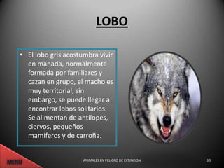 LOBO

• El lobo gris acostumbra vivir
  en manada, normalmente
  formada por familiares y
  cazan en grupo, el macho es
  muy territorial, sin
  embargo, se puede llegar a
  encontrar lobos solitarios.
  Se alimentan de antílopes,
  ciervos, pequeños
  mamíferos y de carroña.


                     ANIMALES EN PELIGRO DE EXTINCION   30
 
