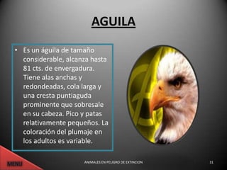 AGUILA
• Es un águila de tamaño
  considerable, alcanza hasta
  81 cts. de envergadura.
  Tiene alas anchas y
  redondeadas, cola larga y
  una cresta puntiaguda
  prominente que sobresale
  en su cabeza. Pico y patas
  relativamente pequeños. La
  coloración del plumaje en
  los adultos es variable.

                     ANIMALES EN PELIGRO DE EXTINCION   31
 